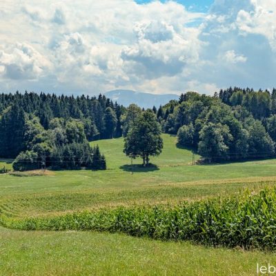 Wiese Moosburg zum Verkauf